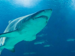 Ученые выяснили, почему у берегов США появились акулы со съеденным мозгом