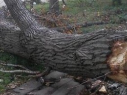 В Кривом Роге за 2 недели так и не срубили дерево, которое убило мужчину (ФОТО, ВИДЕО)