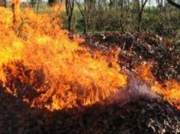Мариупольцев призывают «стучать» на тех, кто сжигает листву (ФОТО)