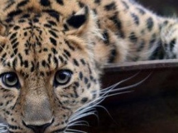 Николаевский зоопарк передаст детенышей амурских леопардов в Россию и Францию, - ВИДЕО