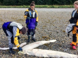 Монстр на берегу Аляски поставил в тупик ученых