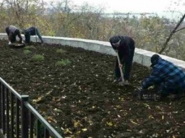 В Мариуполе расцветут более 20 тысяч тюльпанов