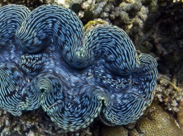Гигантские моллюски помогли ученым в создании биотоплива из водорослей