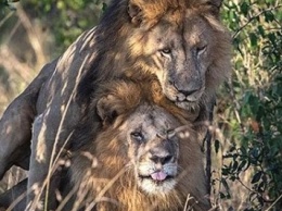 Власти Кении обвинили посетителей зоопарка в гомосексуализации львов