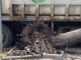 Древопад в Днепре: дерево упало на мусоровоз