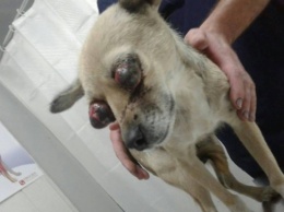 Жестокость: В Запорожской области собаке вырывали глаза (ФОТО 18+)