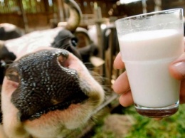 Запорожцы травятся молоком