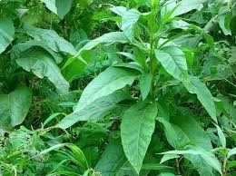 На Херсонщине незаконно выращивали табак