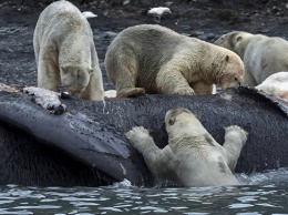 На острове Врангеля зафиксировали максимальную численность белых медведей