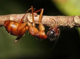 Ученые выяснили, как "зомби"-грибок порабощает разум муравьев