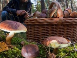 В лесах под Кременчугом с пугающей регулярностью теряются грибники