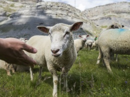 Овцы способны узнавать лица - исследование
