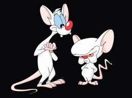Пересадка крысам органоидов человеческого мозга вызвала споры среди ученых
