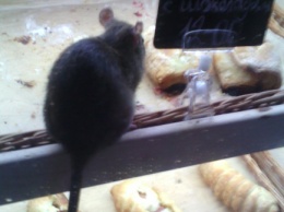 Готовим с любовью: запорожец заметил на прилавке со слойками крысу (Фото)