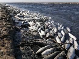 Фирму, расчищавшую Молочный лиман накануне массовой гибели рыбы, оштрафовали на 76 миллионов по другому делу