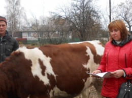 Двум многодетным семьям из Черниговской области подарили коров
