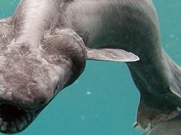 Ученые обнаружили очень редкую доисторическую акулу