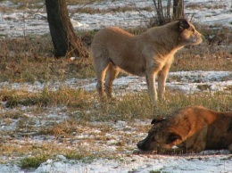 Стаи голодных псов нападают на жителей Арабатской стрелки