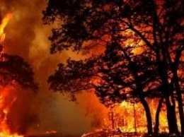 В этом году леса Полтавщины горели чаще, чем за последние 10 лет