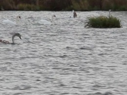 В харьковском озере поселились дикие лебеди