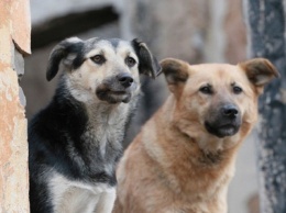 В Сумах на Миргородской отравили собак (+видео)