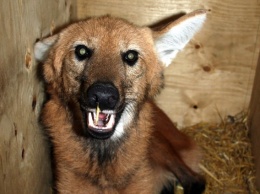 В Николаевском зоопарке поселился немецкий волк Клаус