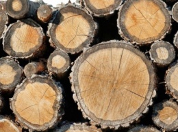 Мораторий во благо. Шведы открыли деревообрабатывающий завод за 25 млн евро