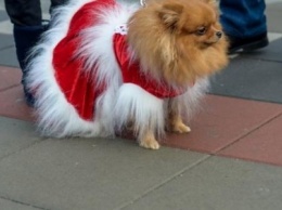 В Кременчуге прошел костюмированный парад собак "Хатико" (фоторепортаж)