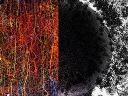 Ученые нашли многомерную Вселенную прямо в человеческом мозге!