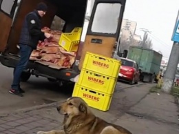 Мясной магазин в Одессе отгружал туши в компании своры собак (ВИДЕО)