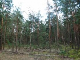 В Ровенской области неизвестные в балаклавах напали на лесную охрану