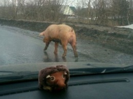 В Киевской области свинья прыгнула с крыши грузовика и убежала (Видео)