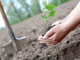 Николаевская область присоединится к всеукраинской акции "Посади дерево мира"