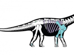 В Египте нашли еще один вид древних титанозавров