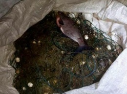 В Запорожье браконьеры ловили рыбу сетями на центральном пляже, - ФОТО