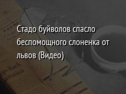 Стадо буйволов спасло беспомощного слоненка от львов (Видео)