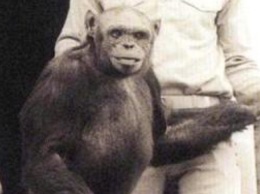 Ученый: в 20-е годы в США действительно вывели гибрид человека и обезьяны