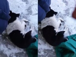 Снежный Днепр: из-за холода собака вмерзла в асфальт