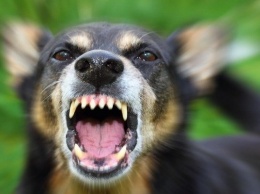 ЧП в Днепре: горожанку покусала стая бродячих собак
