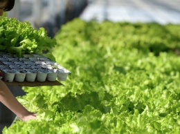 Расходы на производство сельхозпродукции в Украине за год выросли на 22%