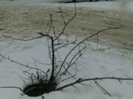 В Кривом Роге начали бороться с "канализационными деревьями" (ФОТО)