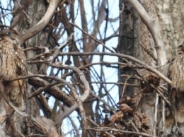 В Одессе ушастые совы облюбовали огромный тополь (ФОТО)