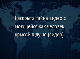 Раскрыта тайна видео с моющейся как человек крысой в душе (видео)