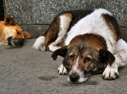 В Мелитополе отстреливают бездомных собак