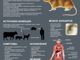 Ветеринары Днепра бьют тревогу: не утилизируется заразный труп животного