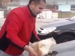 Мужчина вымыл котом машину (видео)