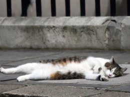 Канцелярия премьера Британии 40 раз вызвала борцов с вредителями за ленивого кота
