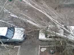 В Севастополе на припаркованные автомобили рухнул огромный тополь