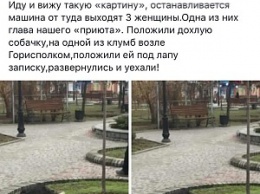 Дохлый пес: шокирующие выходки "защитников" животных в Бердянске