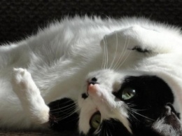 В Одессе кошка прыгнула с верхушки тополя вниз, когда за ней лезли, и не погибла (ФОТО)